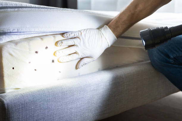 Best Mosquito Control Services  in Ness City, KS