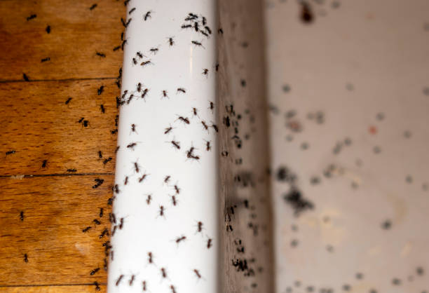 Best Flea Control Services  in Ness City, KS