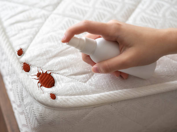 Best Ant Control Services  in Ness City, KS
