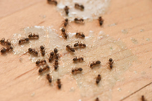 Best Best Pest Control Companies  in Ness City, KS