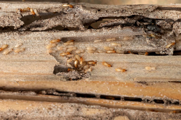 Wasp Removal Services in Ness City, KS